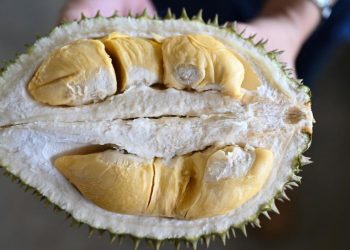 Promo Durian di Full Day Sale Hari Ini, Jangan Lewatkan