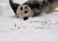 Kegemasan Panda yang Bersenang-senang di Salju di China