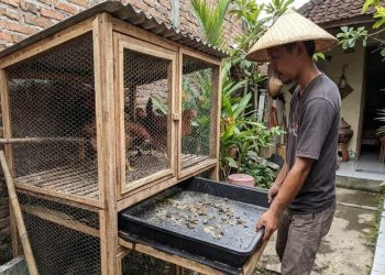 9 Desain Kandang Ayam Kolong dengan Tray Tarik yang Mudah Dibersihkan dan Dirawat