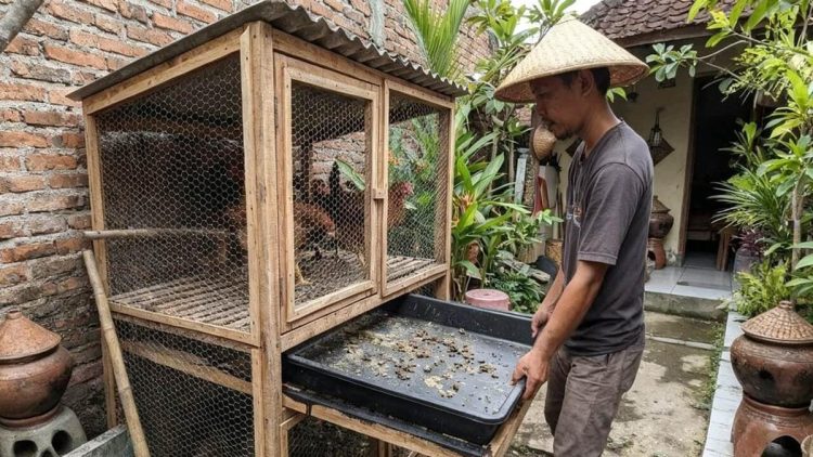 9 Desain Kandang Ayam Kolong dengan Tray Tarik yang Mudah Dibersihkan dan Dirawat