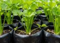 7 Metode Menanam Seledri dari Sisa Batang Dapur yang Mudah untuk Pemula