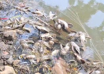 Cemaran Kimia di Cisadane Berdampak pada Kesehatan Kronis Menurut BRIN