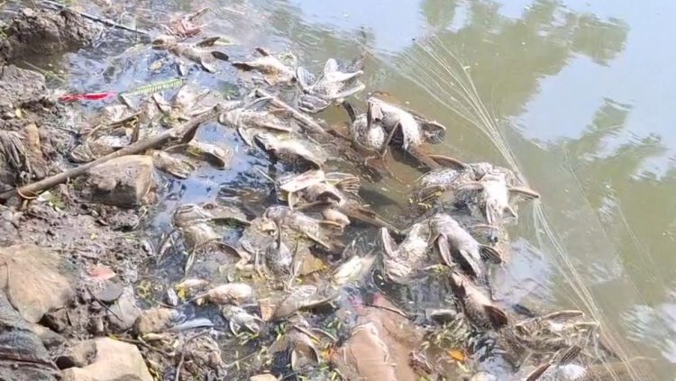 Cemaran Kimia di Cisadane Berdampak pada Kesehatan Kronis Menurut BRIN